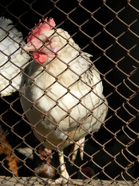 主教练在选 主教练在选